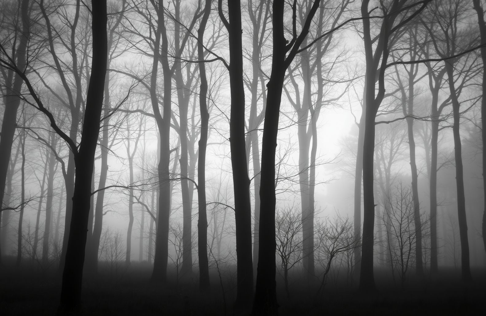 Black And White Nature Wallpaper