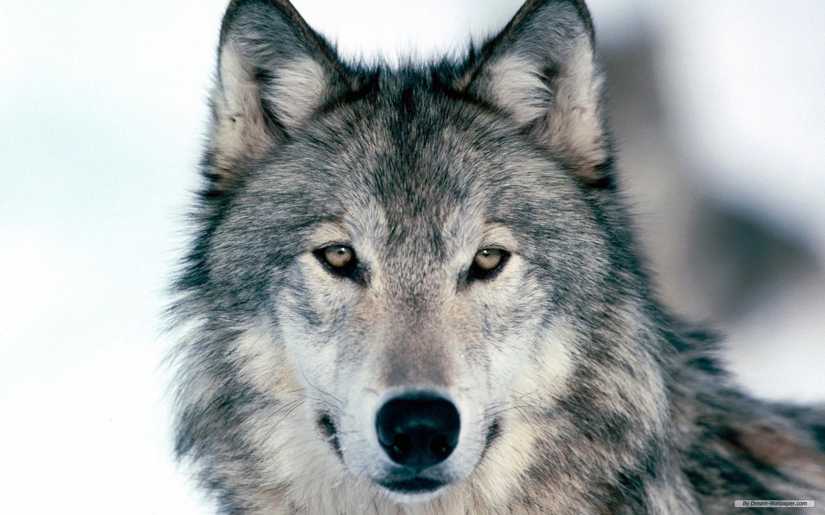 Pics Photos Animal Wallpaper Wolf