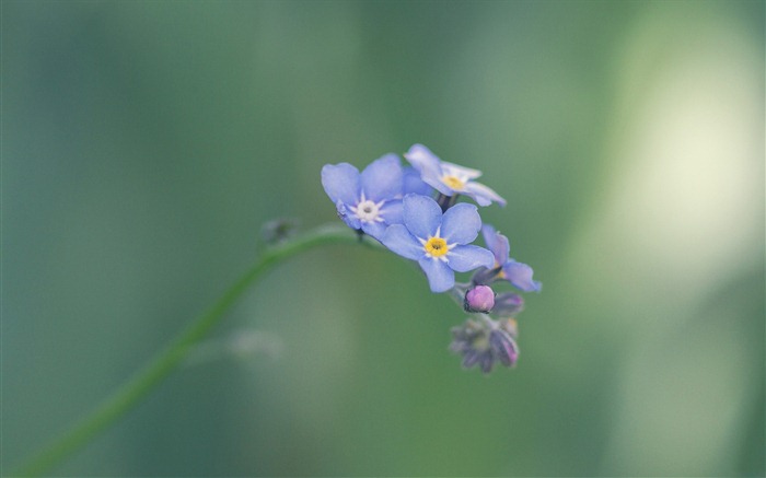 Description Small And Beautiful Forget Me Flowers HD Wallpaper