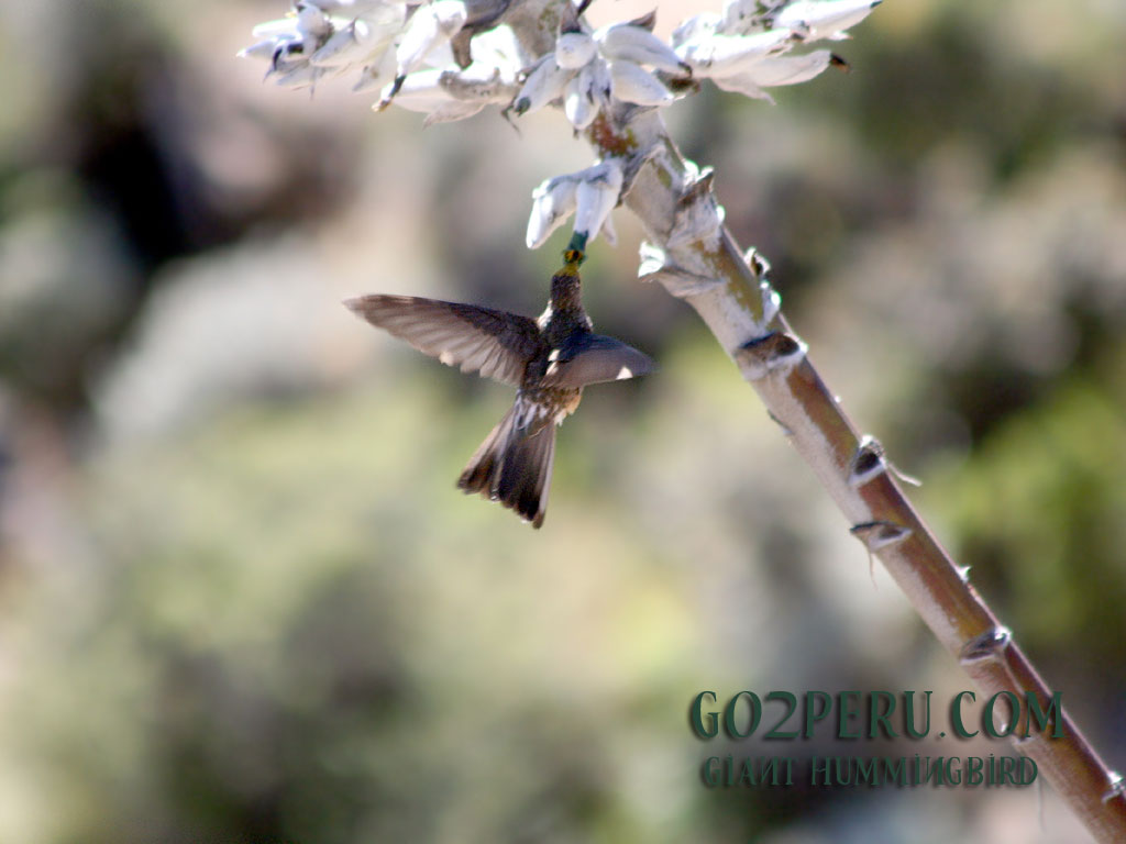 Metaltail Hummingbird Christmas Wallpaper Background