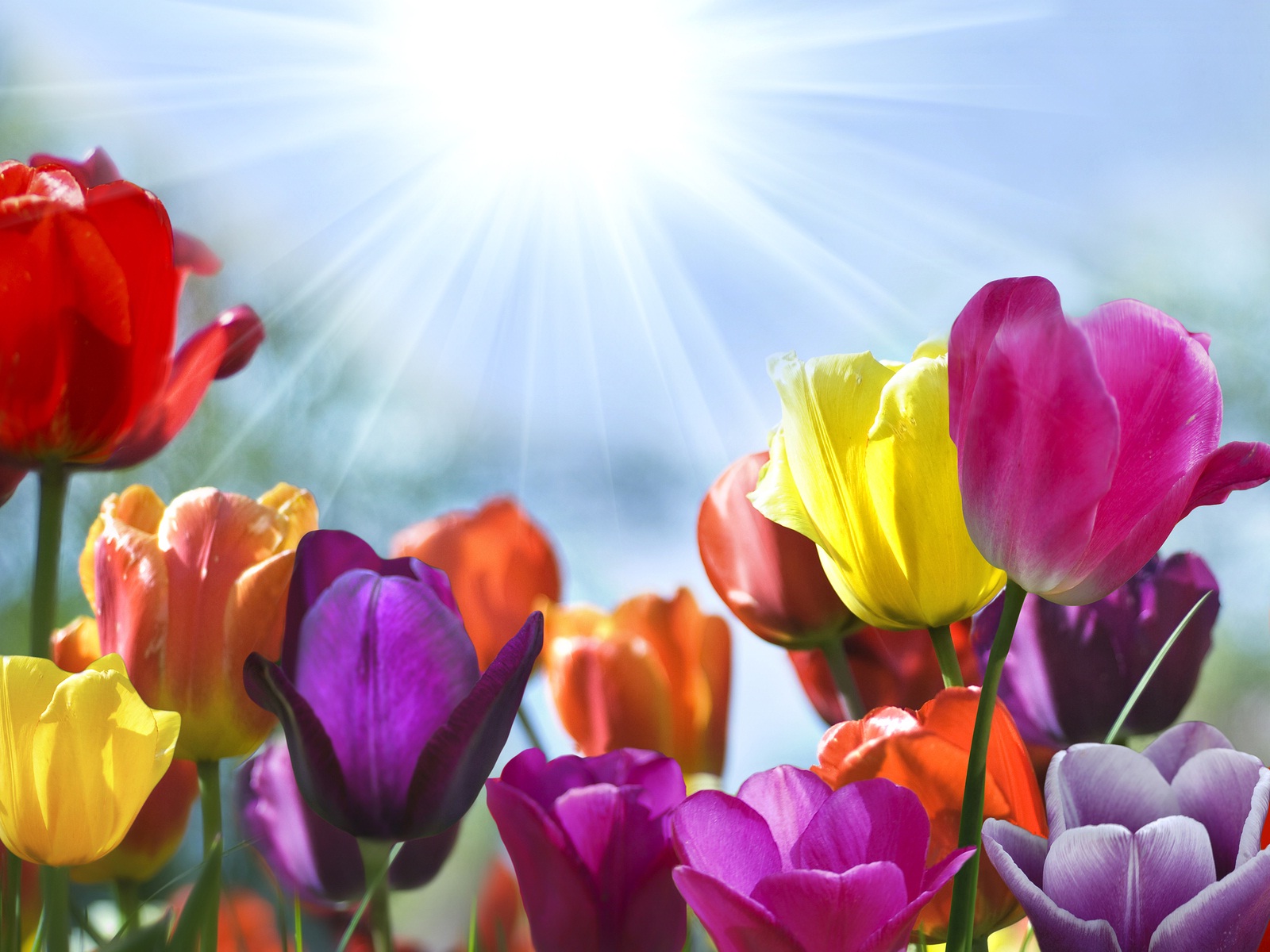 Tulip Flowers And Morning Sunshine Wallpapers And Backgrounds