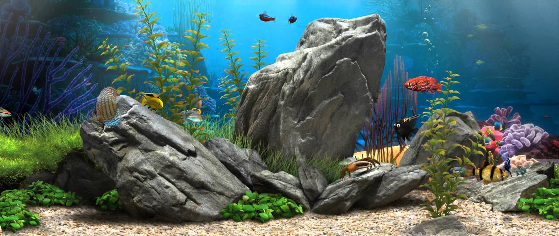 happy fish dream aquarium