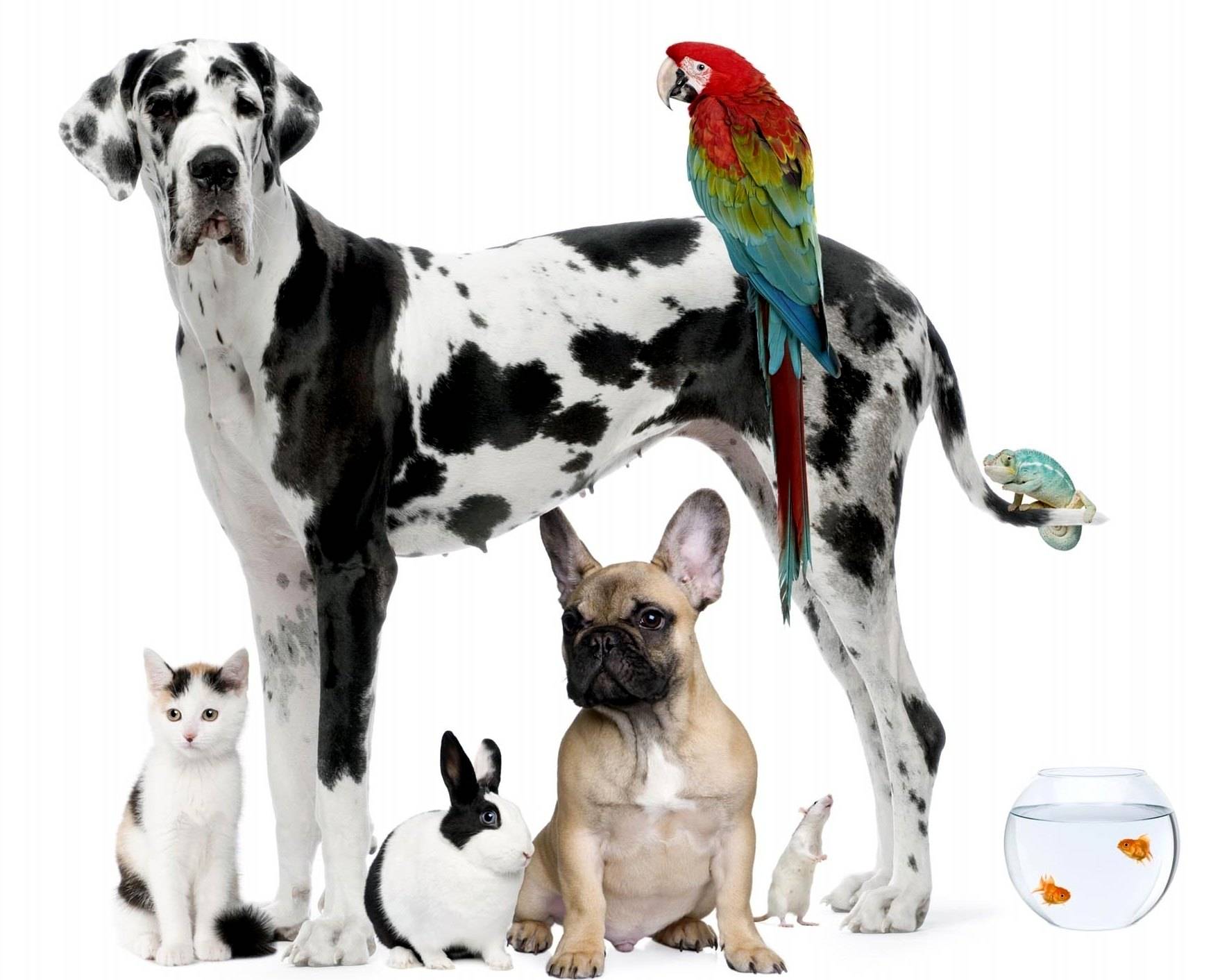 Background pic   Home Pets Wallpaper