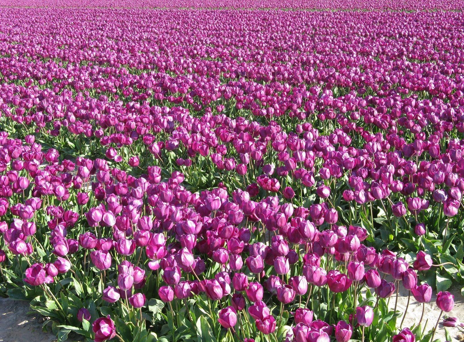 Wallpaper Tulips Flowers Field Plantation Spring Purple