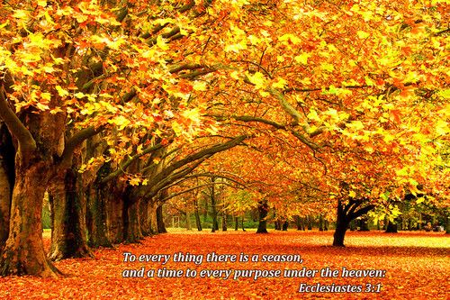 S Wall Art Prints Fall Tree Scene Bible Verse Photo Colorful