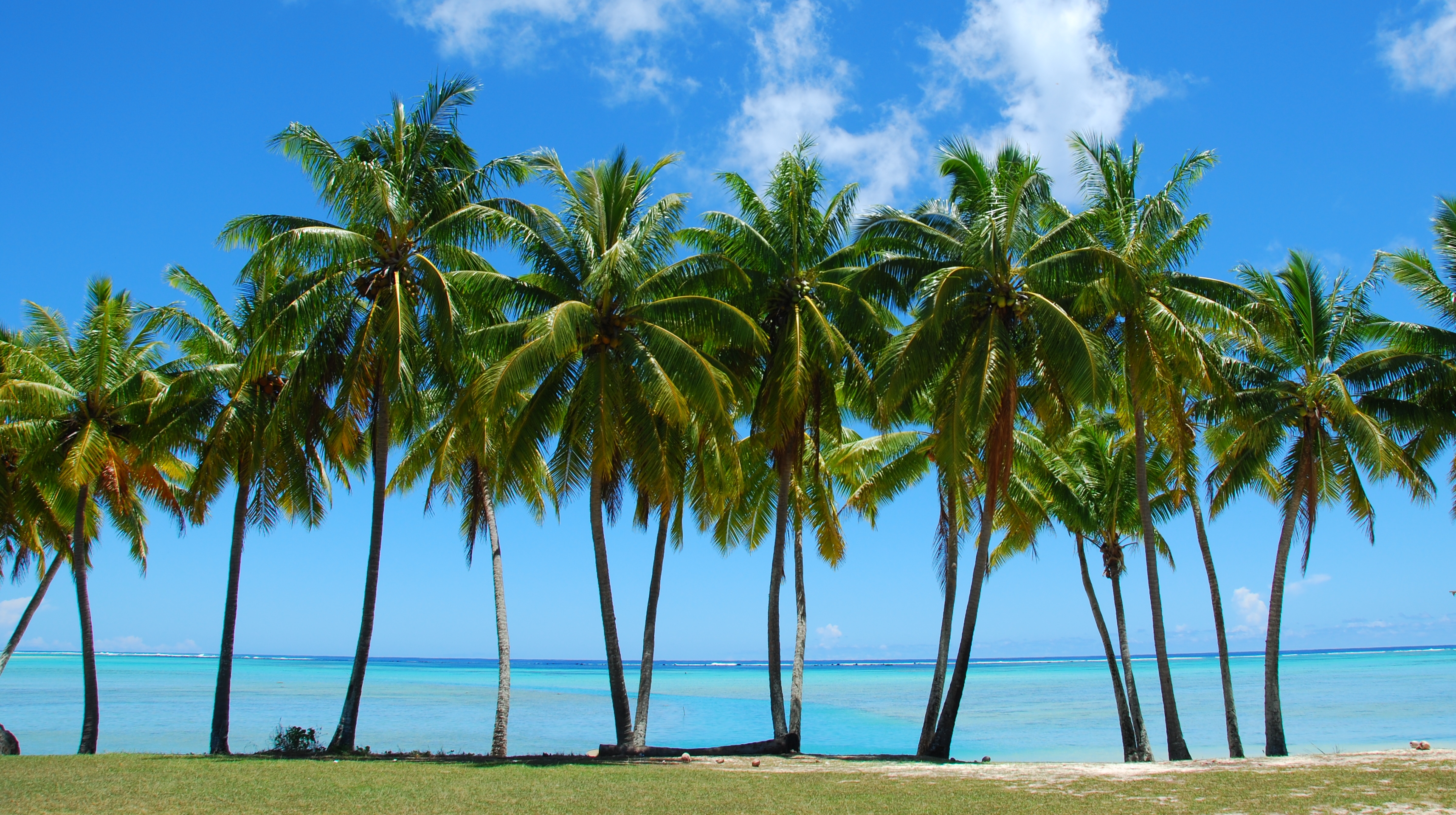  40 Tropical Palm Tree Wallpapers WallpaperSafari