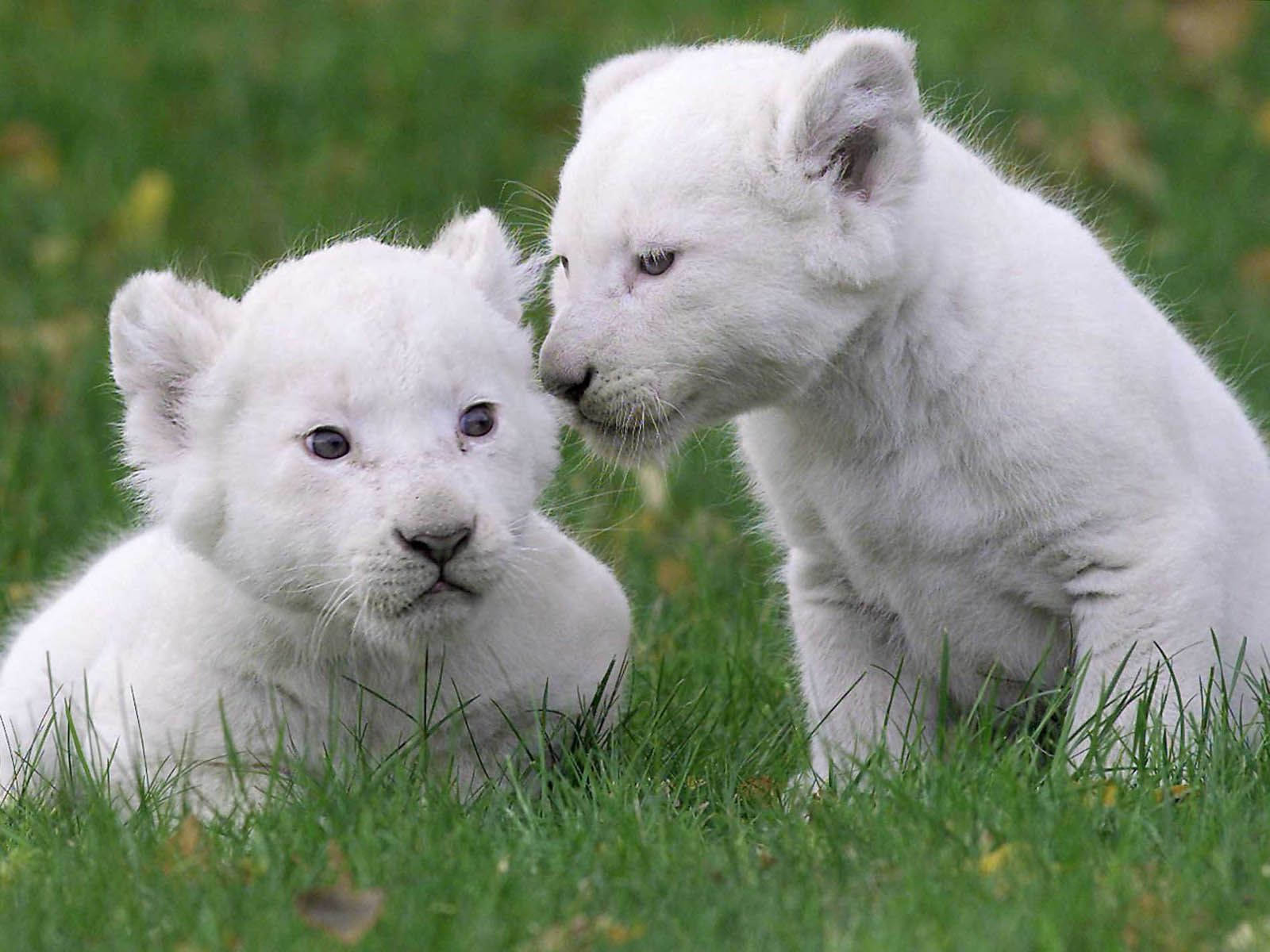 Baby Lion Wallpaper