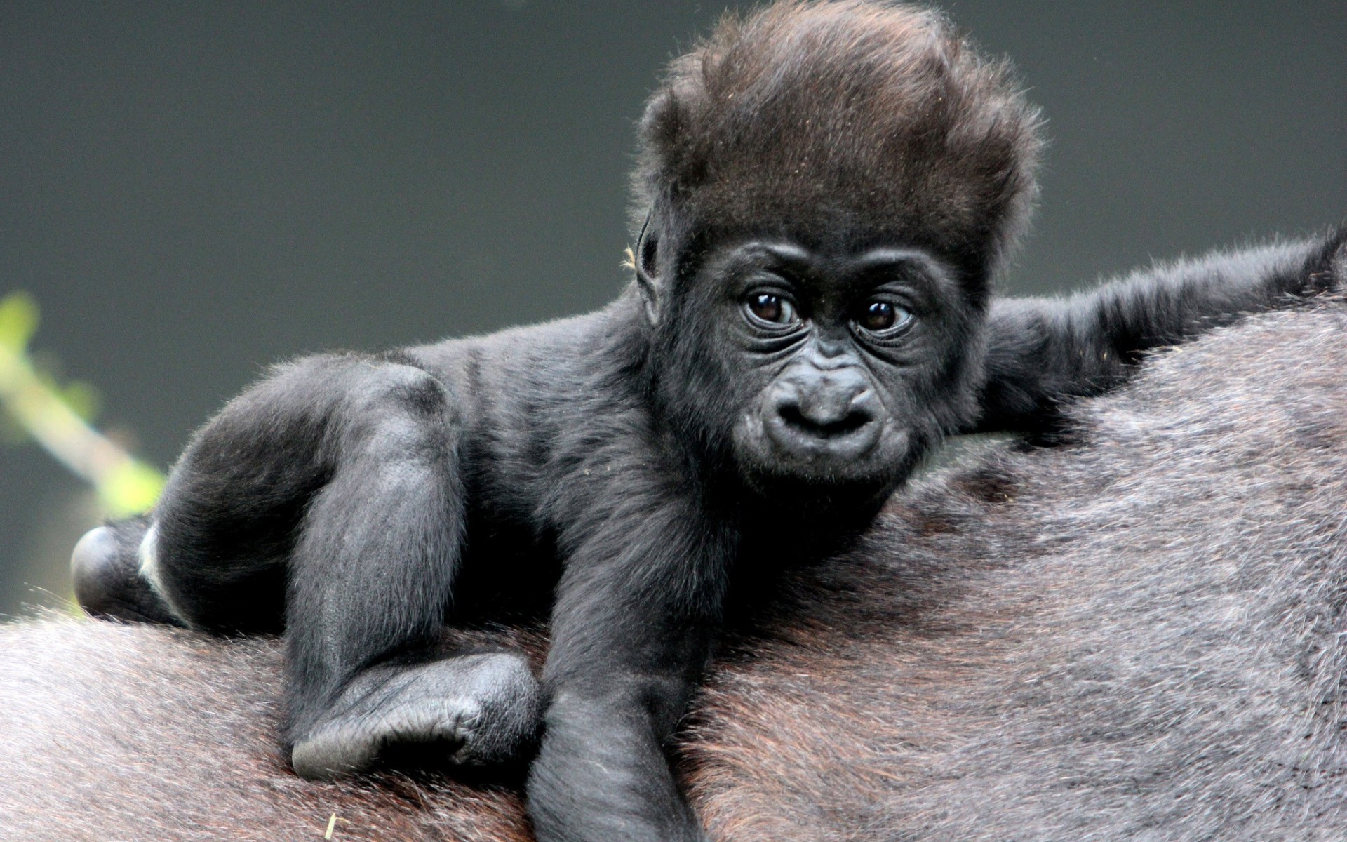 Monkey Baby Gorillas Hair Wallpaper