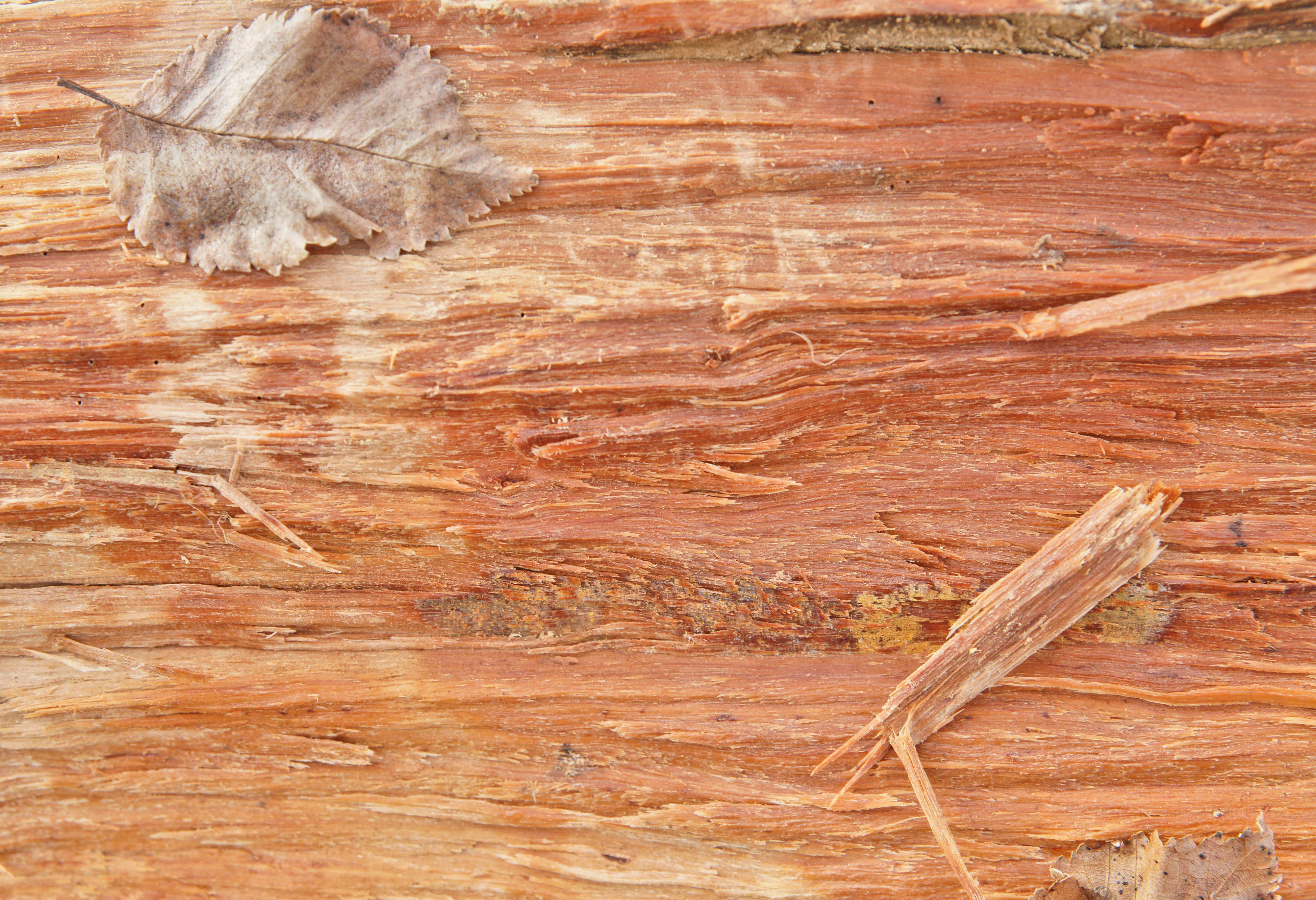 Three Image Of A Cut Log For Wooden Textures Or Wood Background