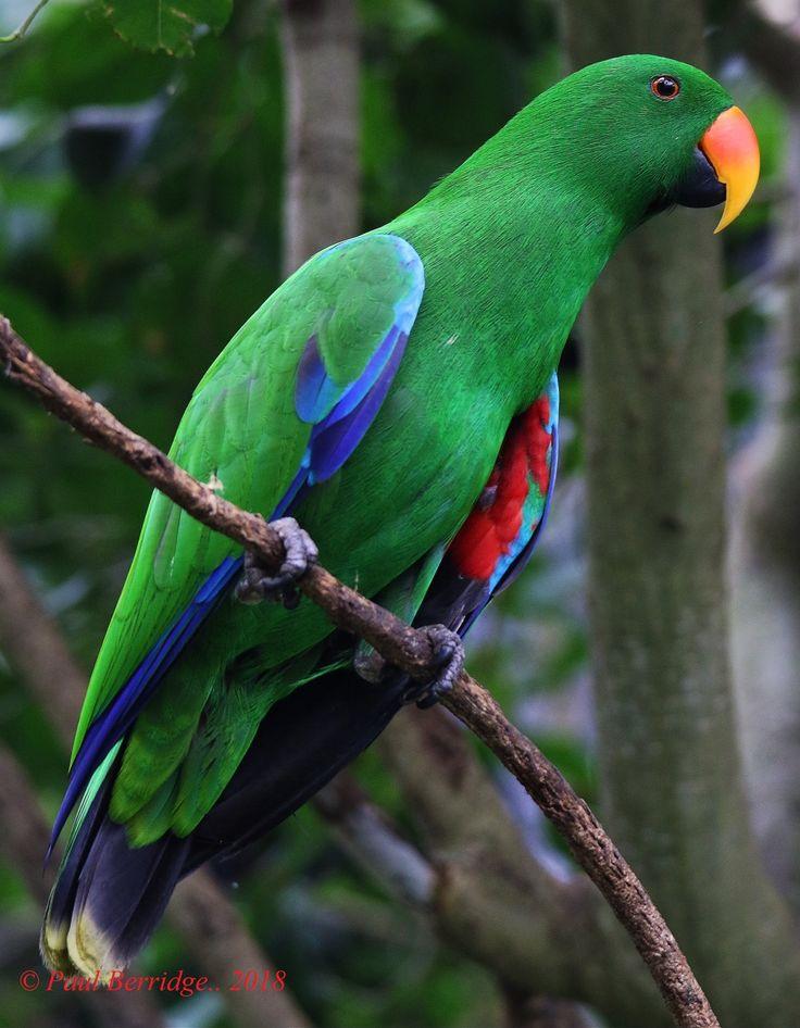 Male Eclectus Parrot Parrot pet Parrot wallpaper Parrot