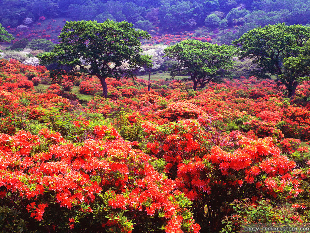 Colorful Nature Wallpaper Top Collections Of Pictures Image