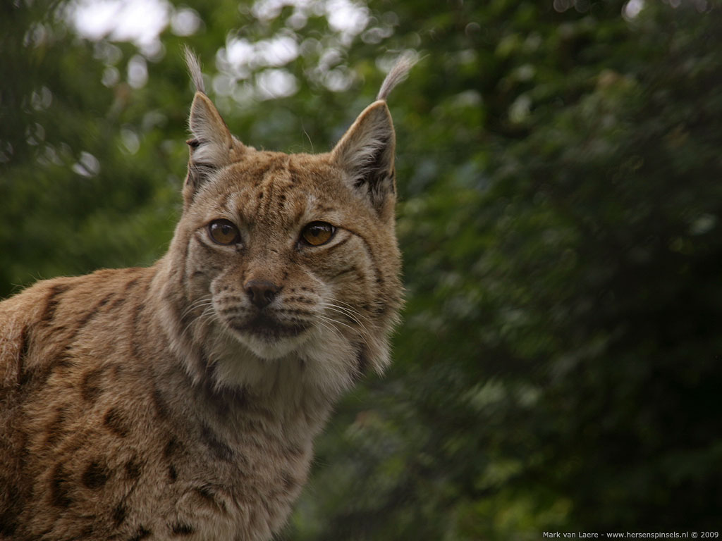 Lynx Wallpapers   First HD Wallpapers
