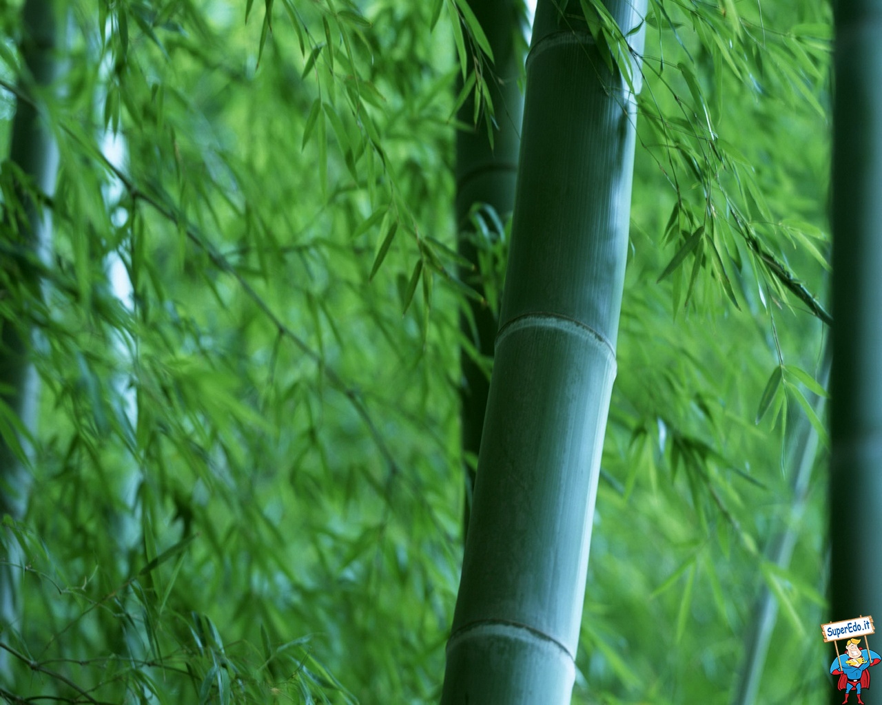 Wallpaper Nature Plant Bamboo