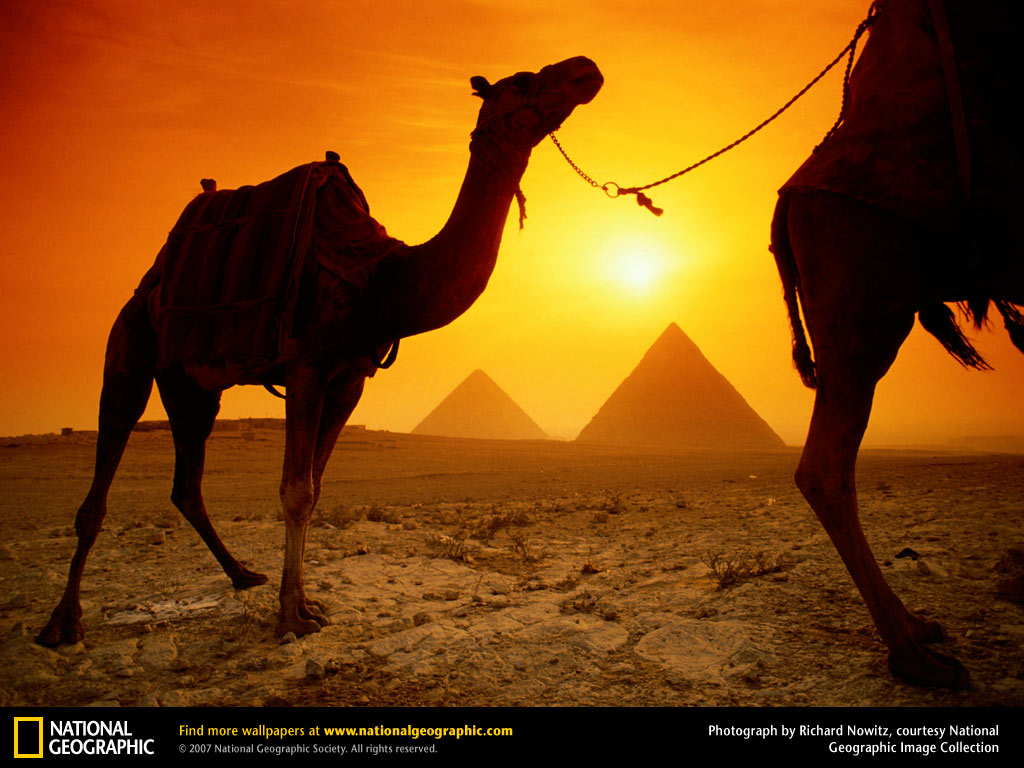 Camel Wallpaper Jpg