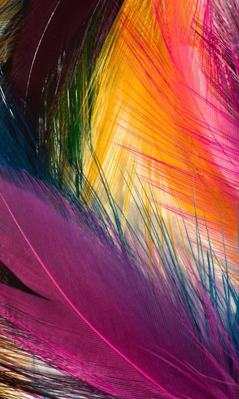 Color Feathers Cell Phone Wallpaper HD For Phones