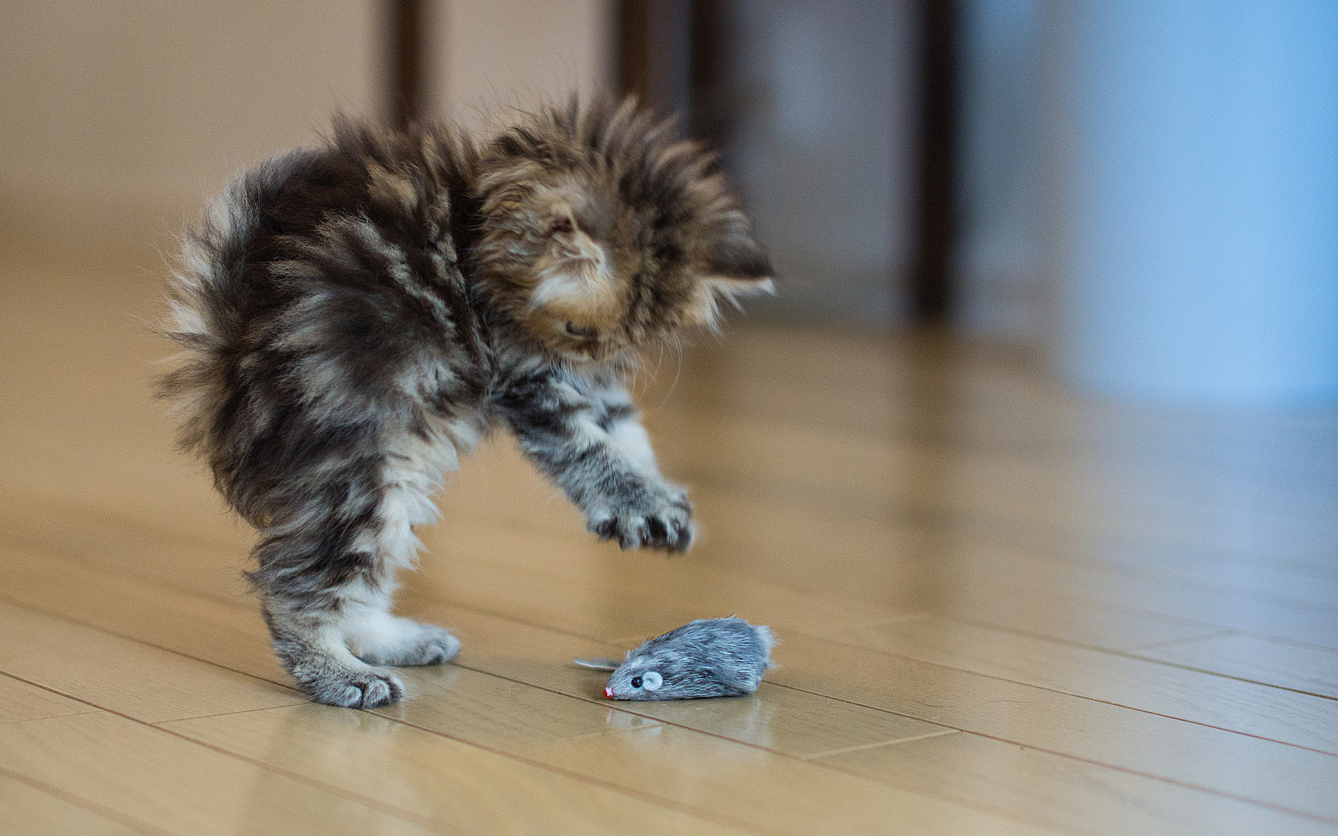 Animals Cats Kitten Babies Cute Play Mouse Mice Wallpaper