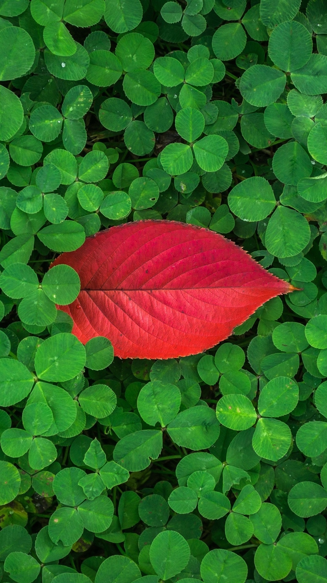 Green clover one red leaf 1080x1920 iPhone 8766S Plus