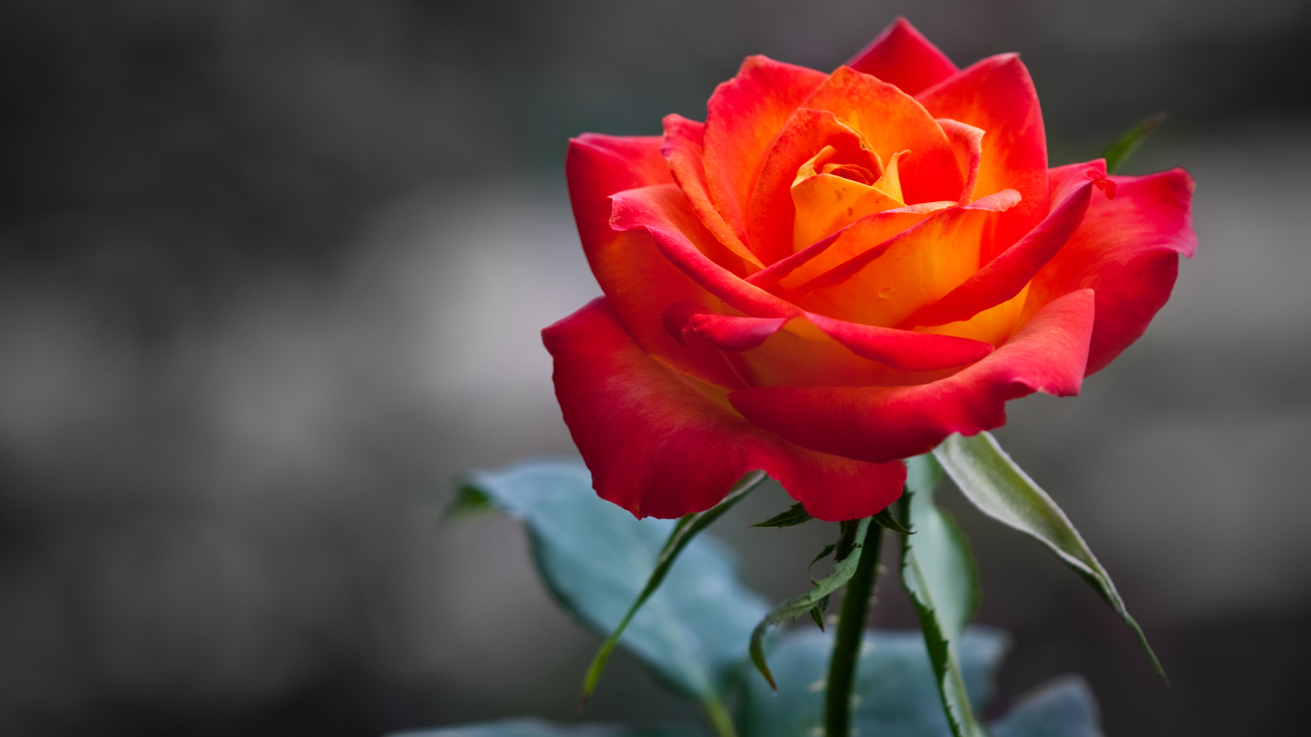 48 Beautiful Rose Wallpapers Hd On Wallpapersafari