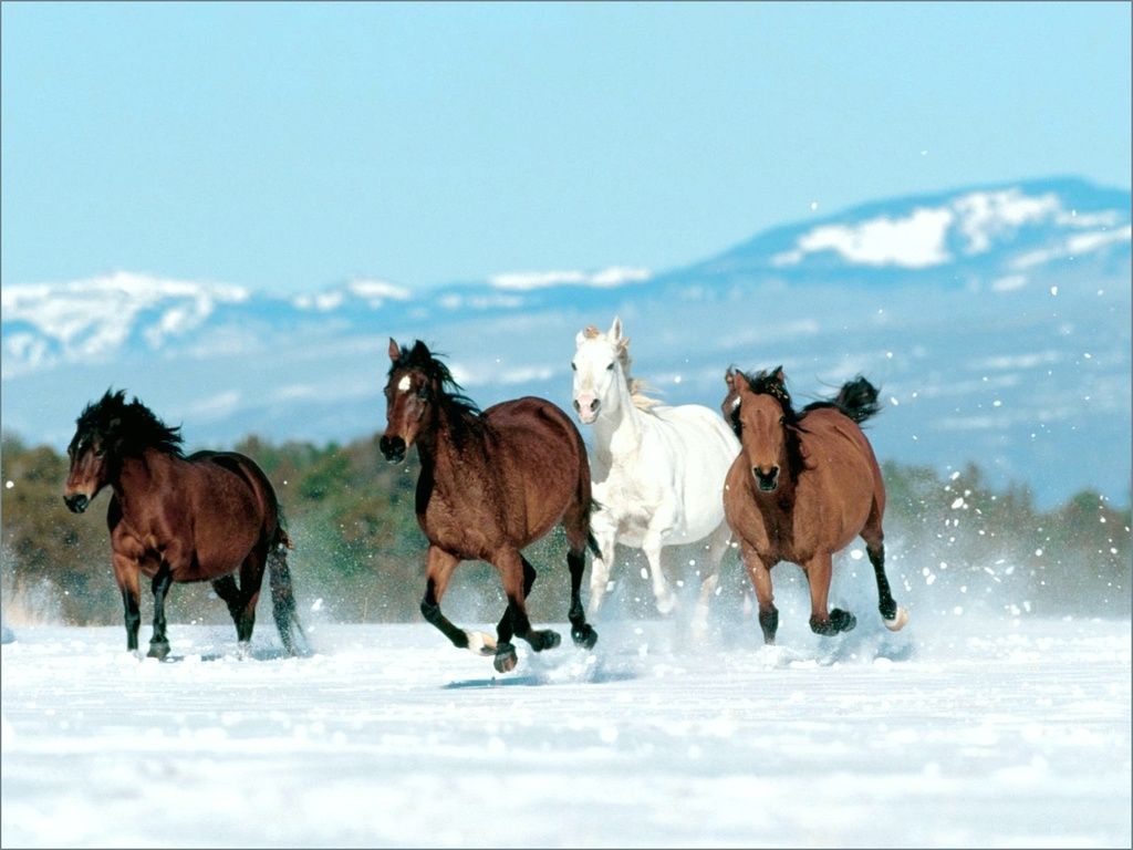 Horses Wallpaper Archive Winter Galloping