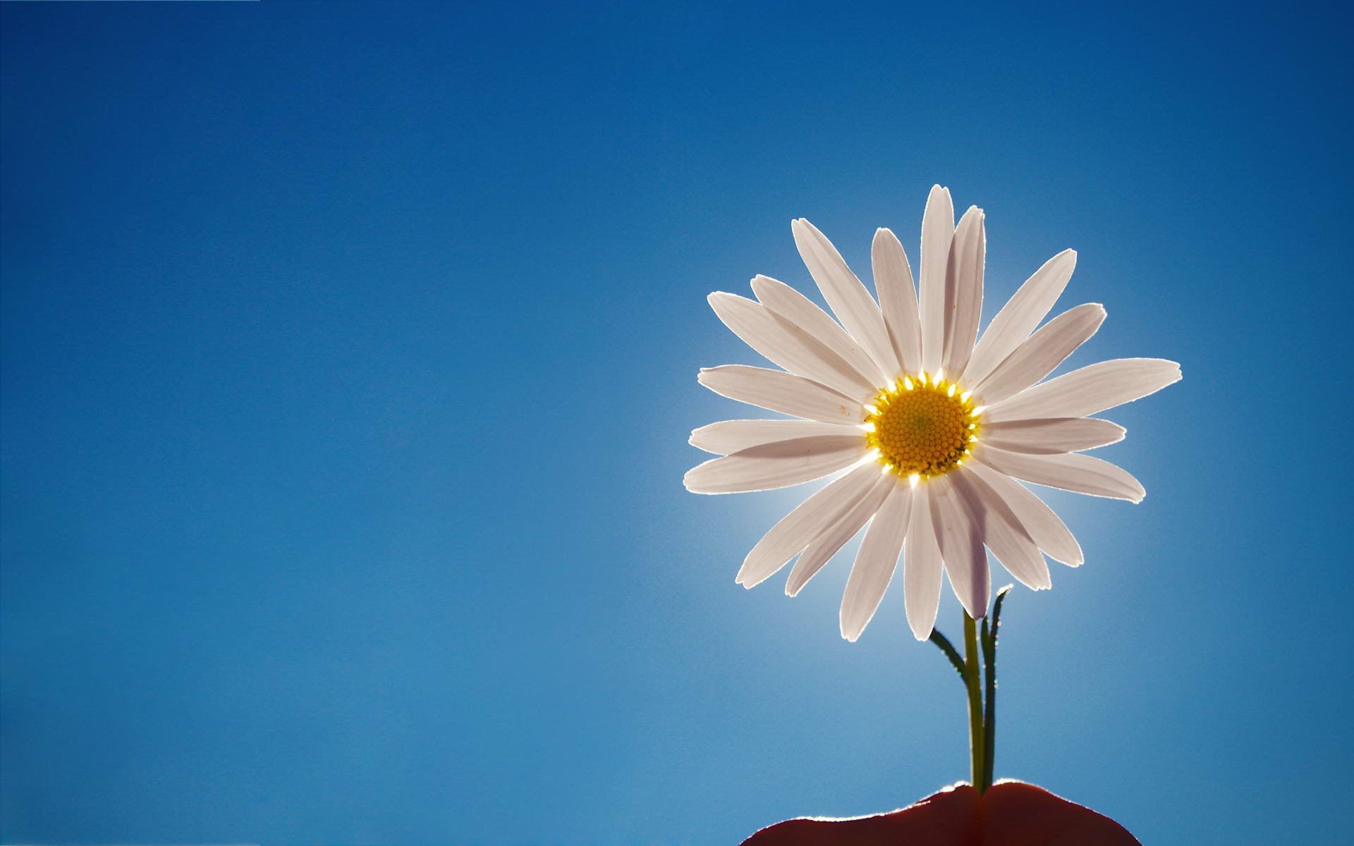 Bunga Aster Daisy Acak Wallpaper