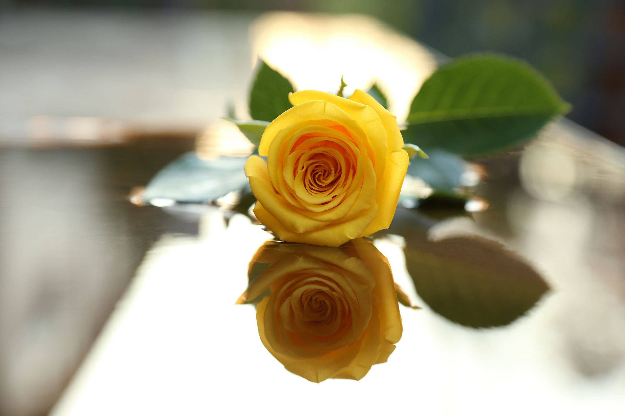 Tierra Naturaleza Rosa Flor Yellow Flower Hoja Reflejo Fondo De