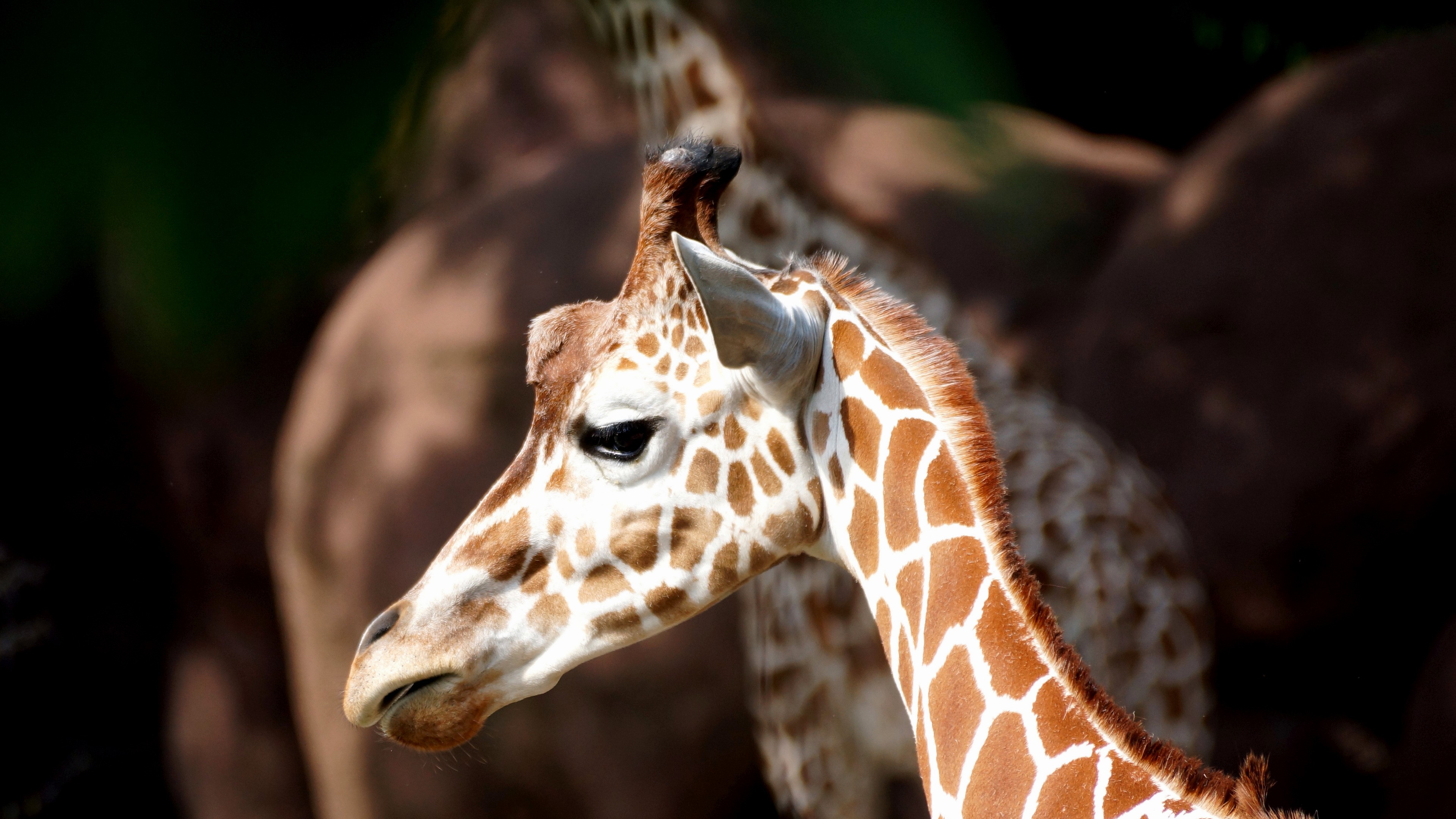 Baby Giraffe Ultra HD Wallpaper
