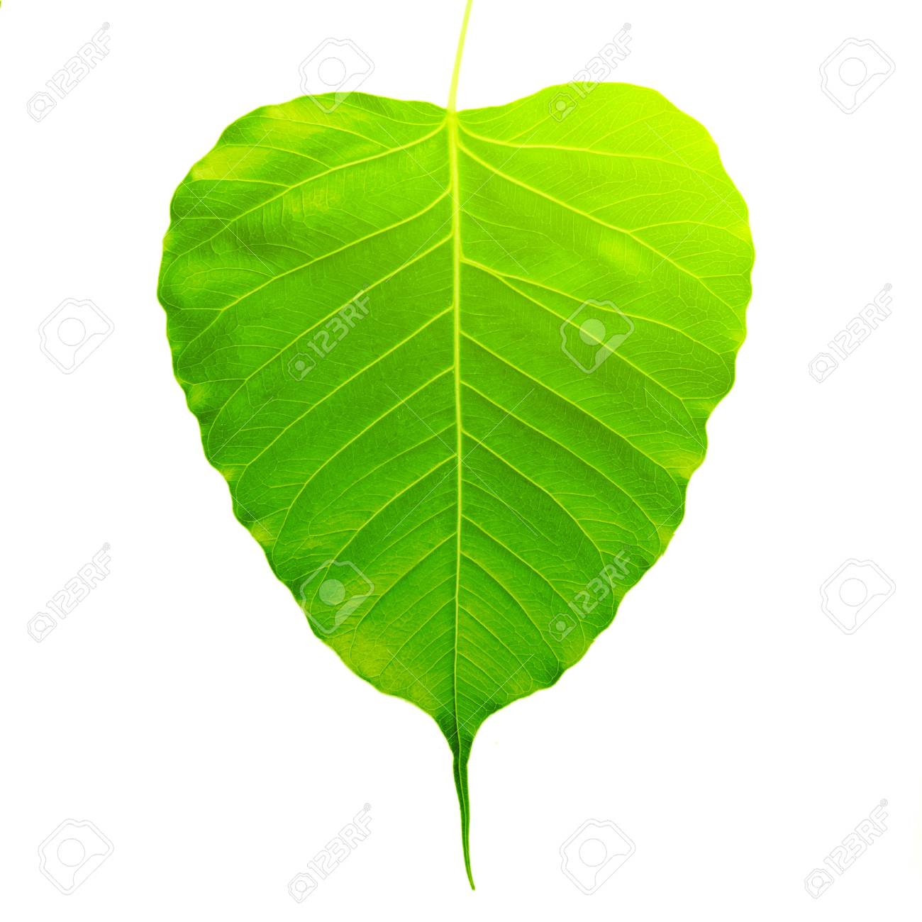 Green Bothi Leaf Pho Bo Isolated On White Background