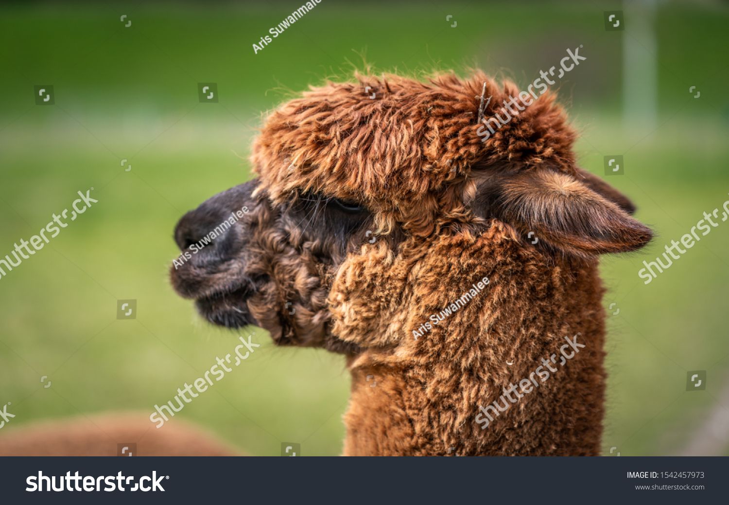 Alpaca With Natural Blurred Background Ad Sponsored