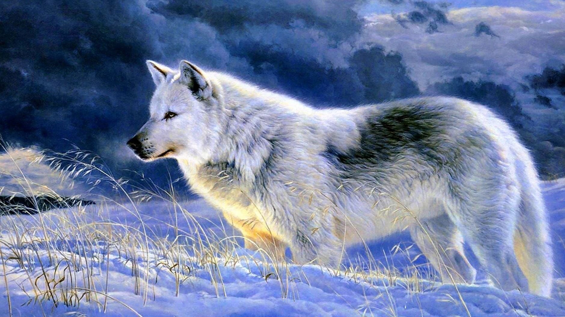 Timber Wolf Image Wallpaper Pro