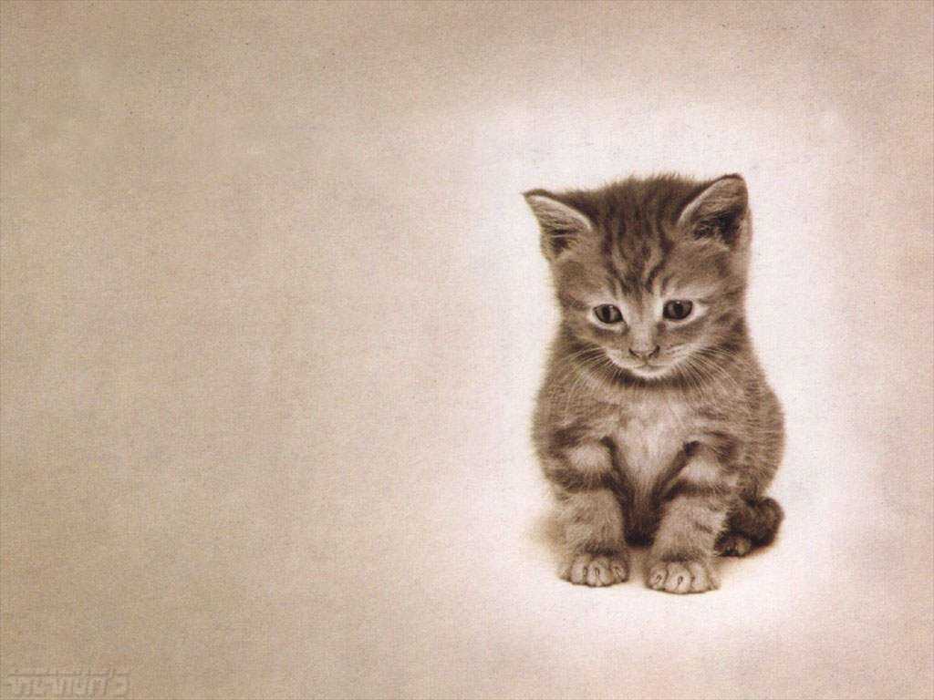 Wallpaper Cute Kitten