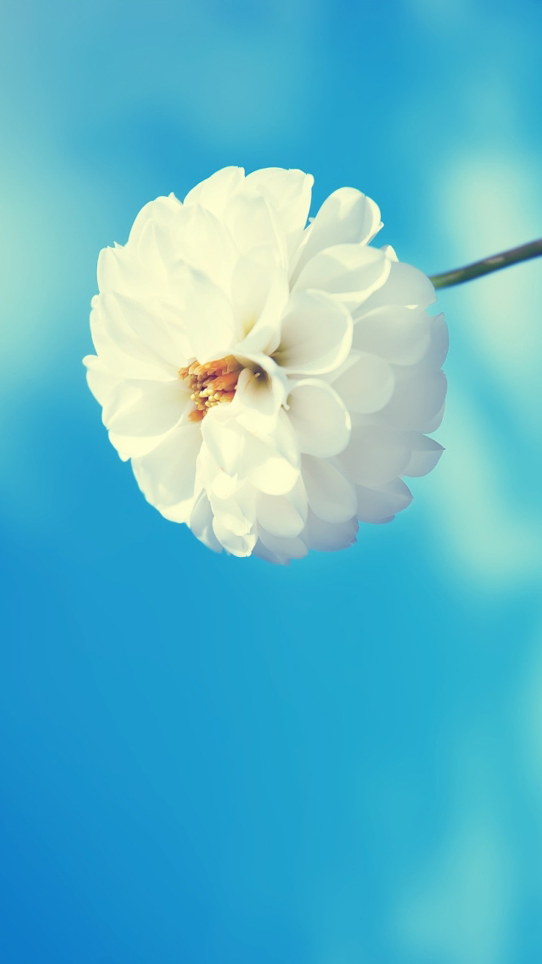 Spring Flower HD Wallpaper iPhone Plus Wallpapermobile