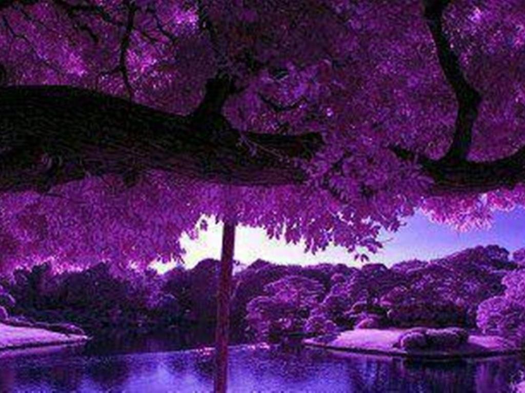 Purple Scenery With Zen Pond Hq Wallpaper