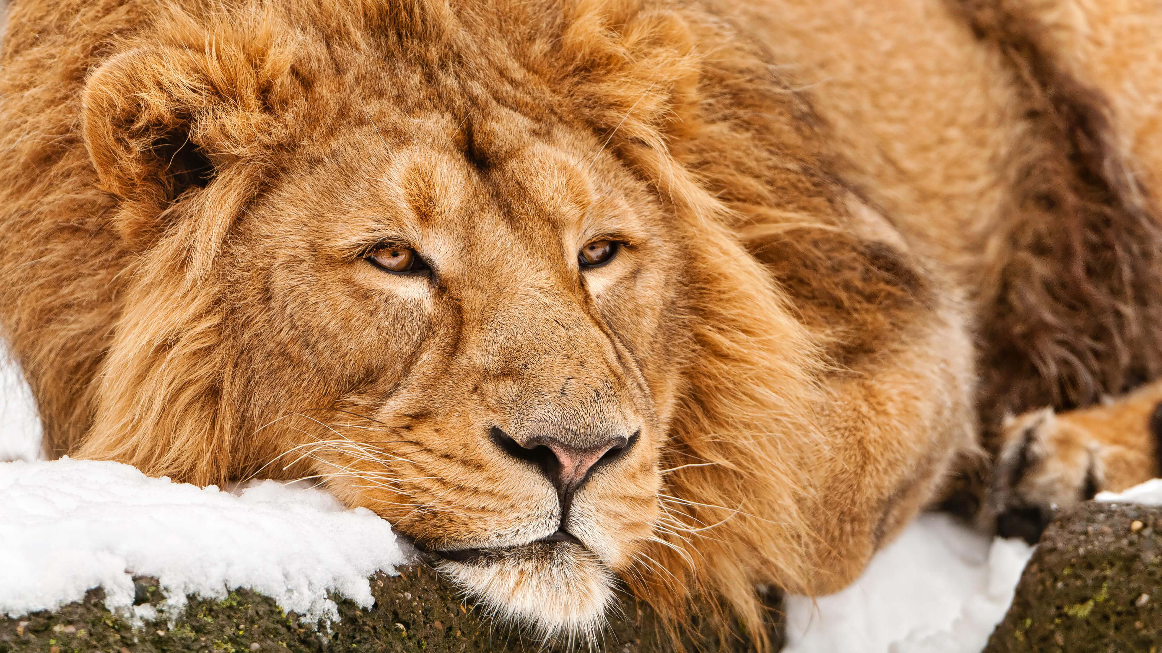 Close-up of a majestic male lion resting in the snow