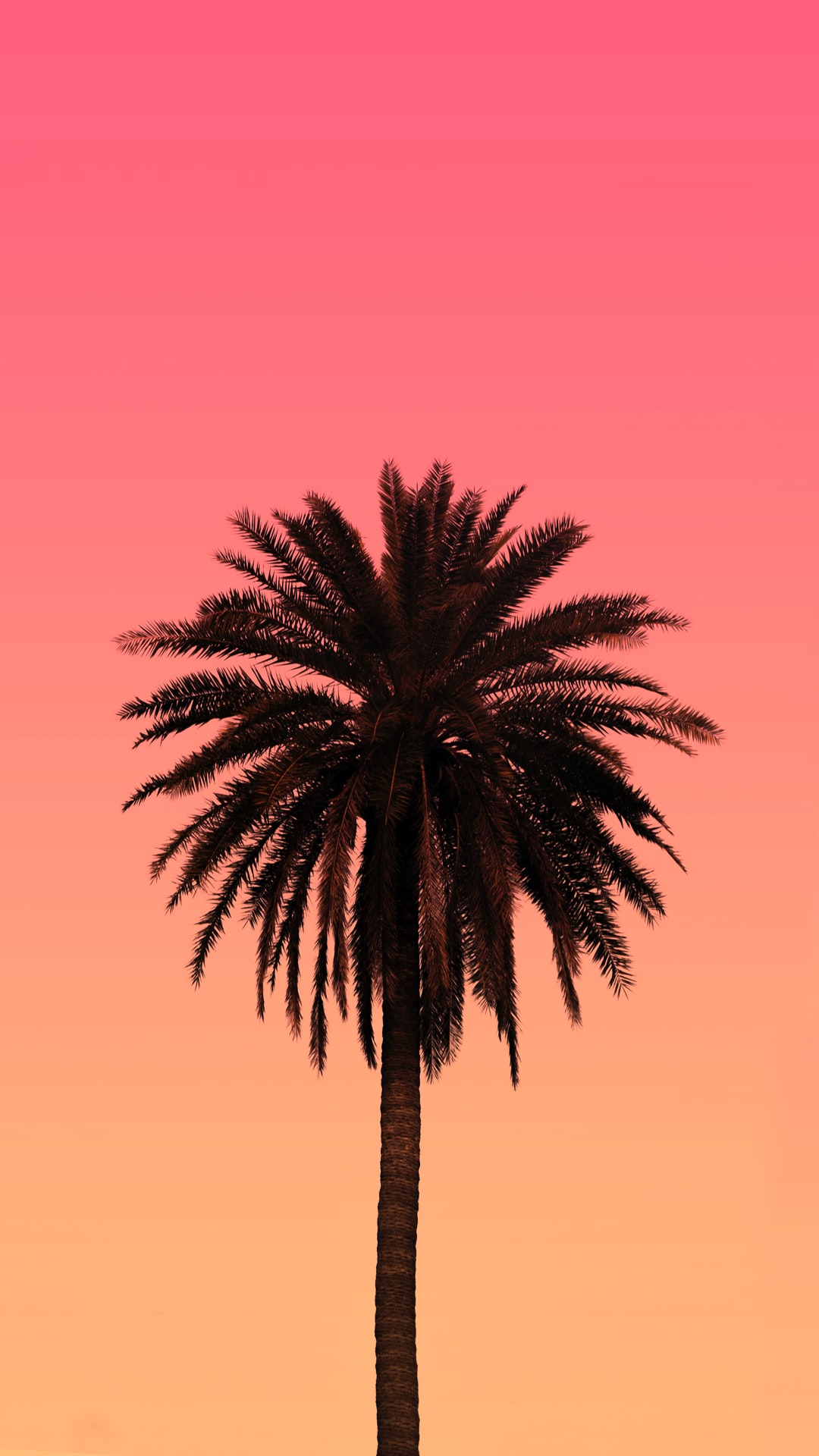 20 Palm Tree Pictures [HD] Download Free Images on