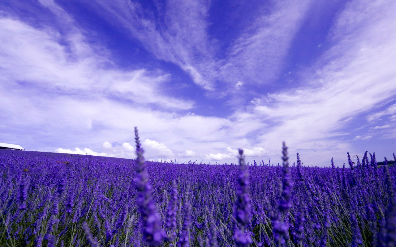 Waiting for love lavender fields of photography wallpaper 4 wallpapers