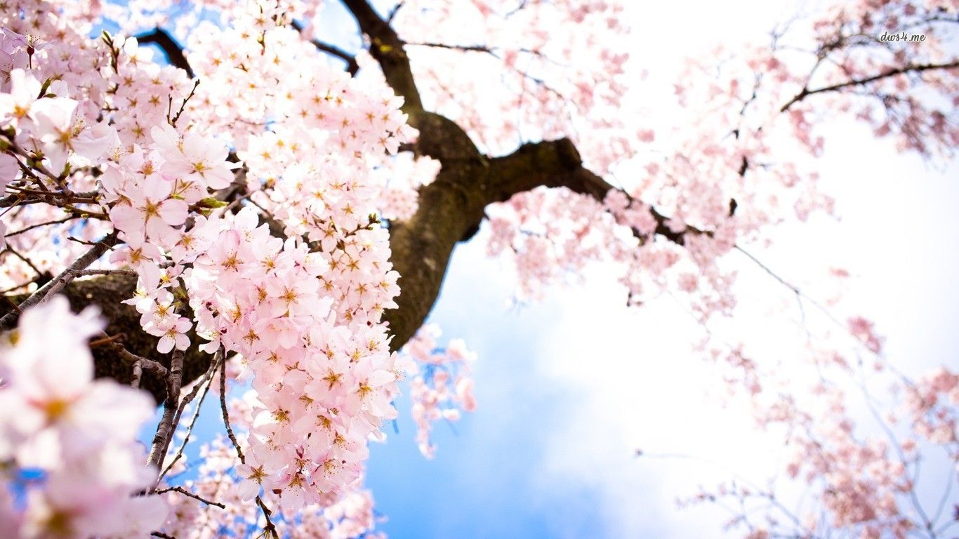 Cherry Blossom Flower Desktop Background