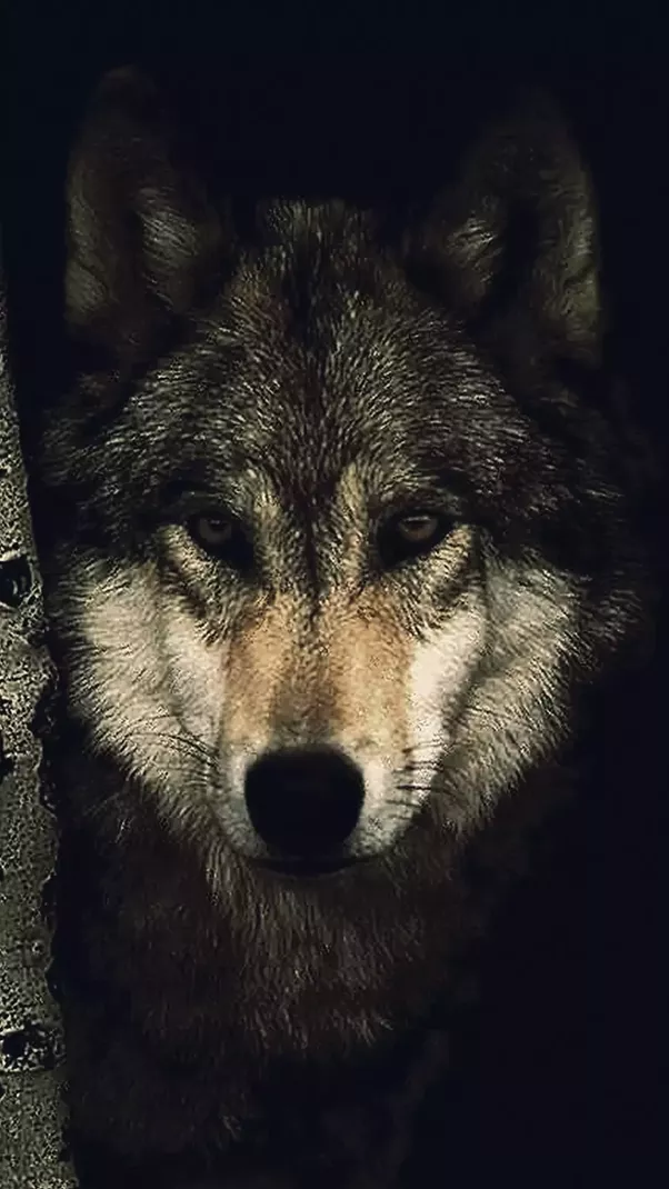 Wolf iPhone Wallpaper
