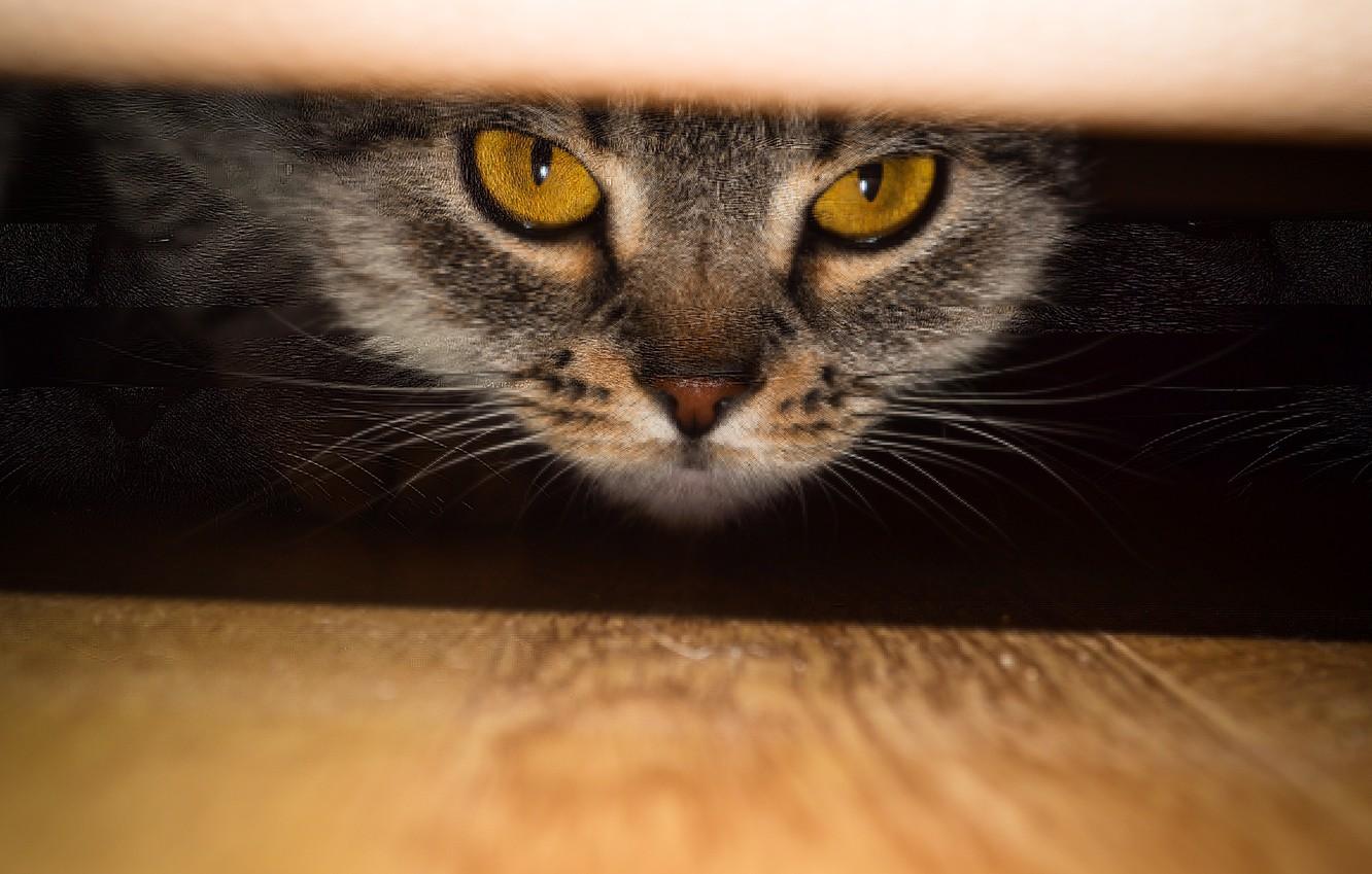 Wallpaper eyes cat scottish straight murzenko images for