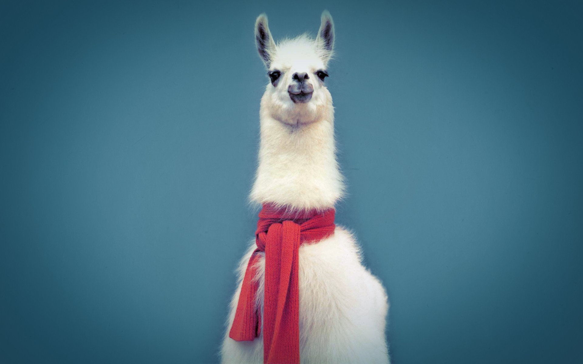 Llama HD Wallpaper