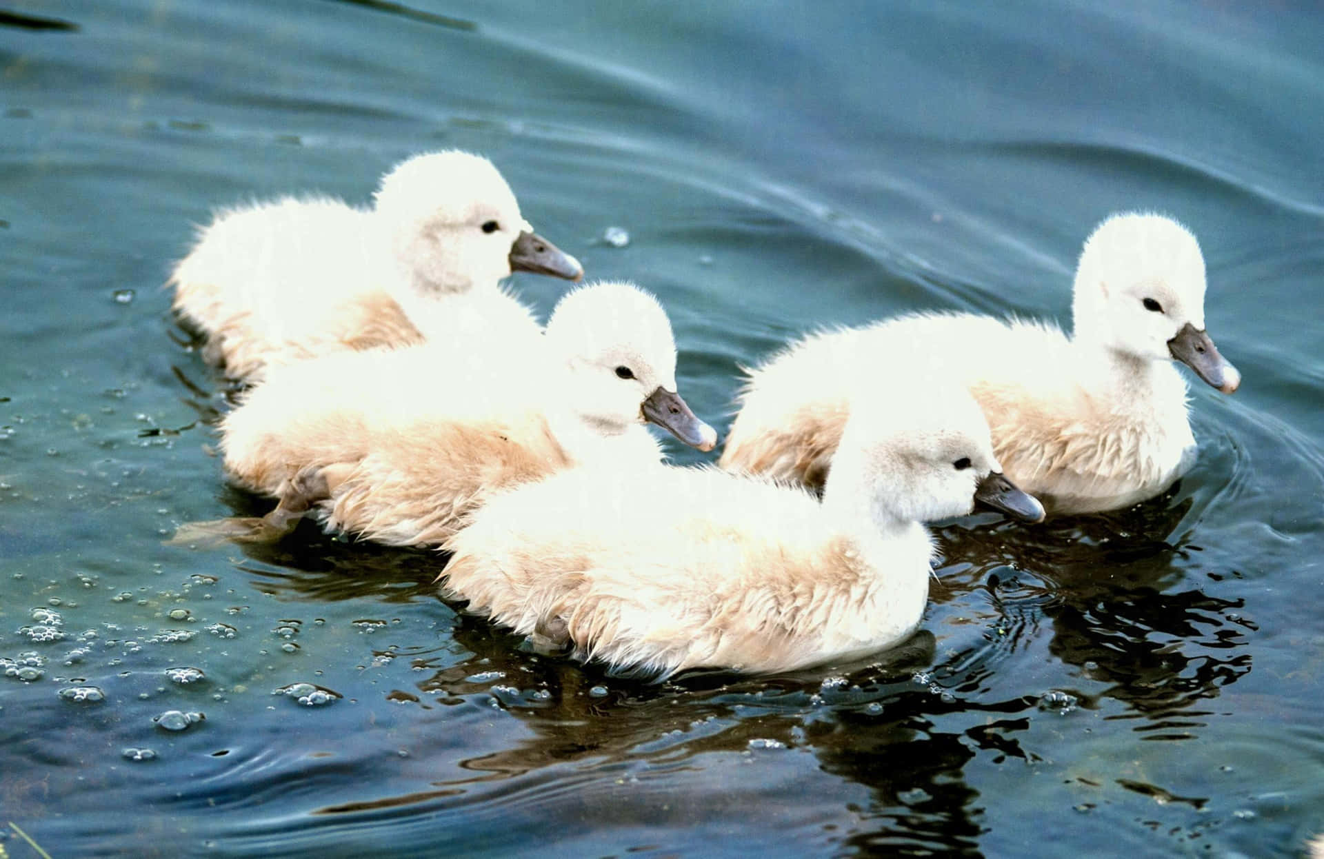 Baby Duck Background Wallpaper