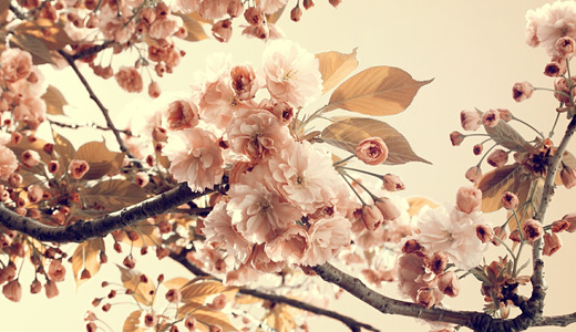 Vintage Cherries Background Vintage cherry blossom