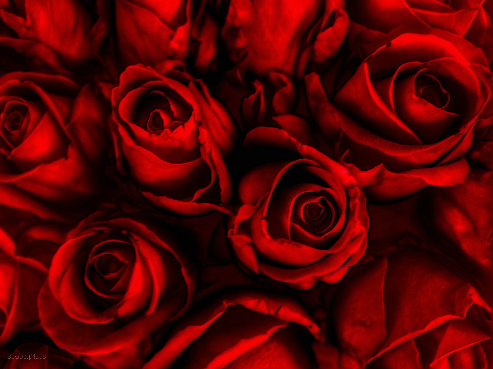 Red Roses HD High Resolution Rose