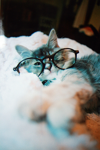 Cat Wearing Glasses Desktop And Mac Wallpaper