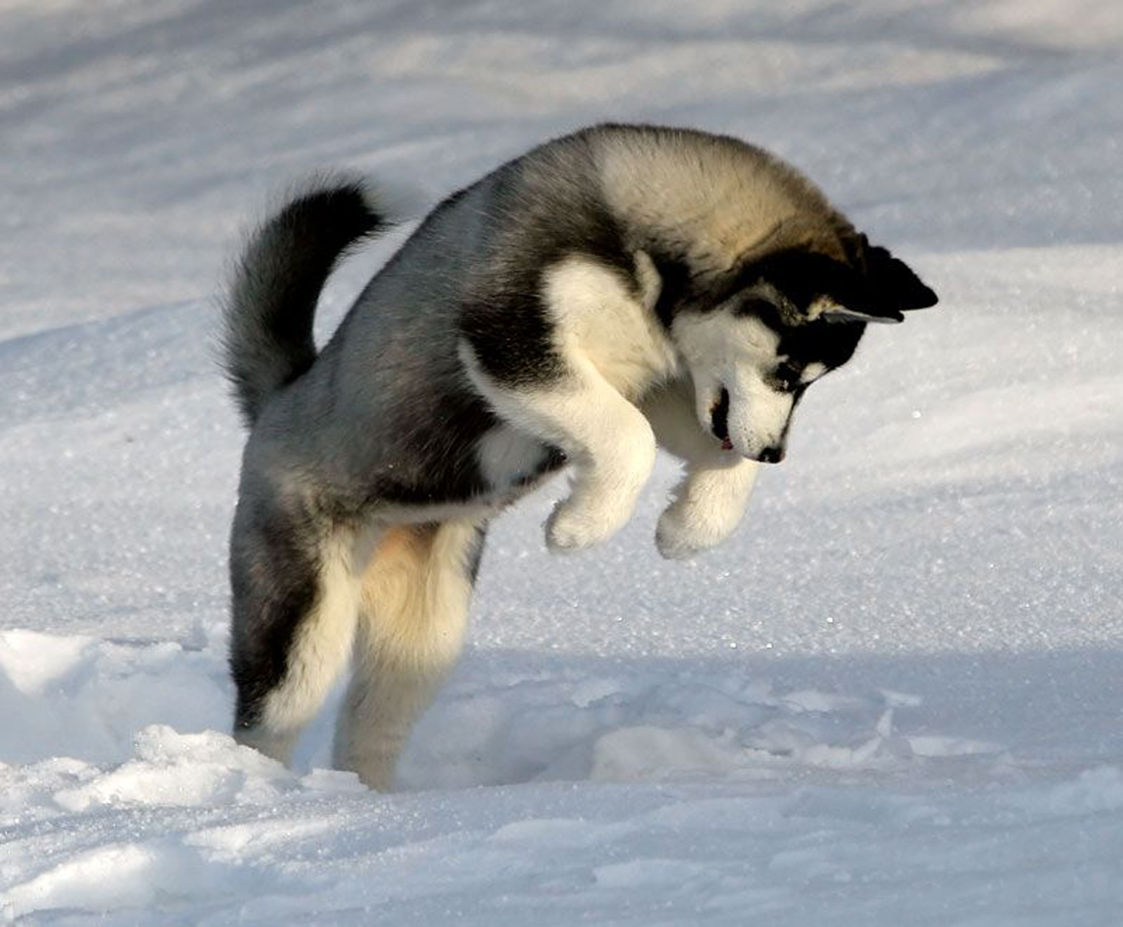 Jumping Siberian Husky Dog Photo And Wallpaper Beautiful