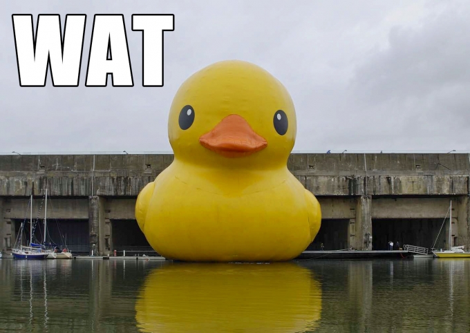 Free download Giant Rubber Duck Meme The wat duck in the [680x482] for your  Desktop, Mobile & Tablet | Explore 50+ Giant Rubber Duck Wallpaper | Rubber  Ducky Wallpaper, Duck Backgrounds, Giant Squid Wallpaper