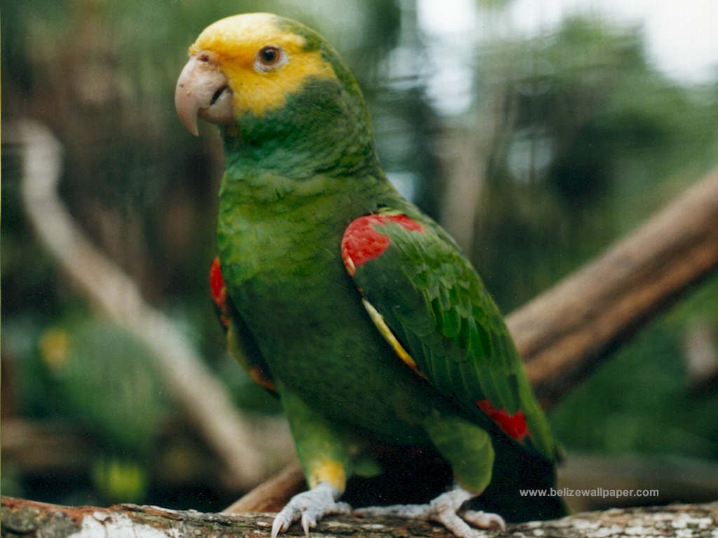 The Parrot HD Wallpaper For Desktop Animals