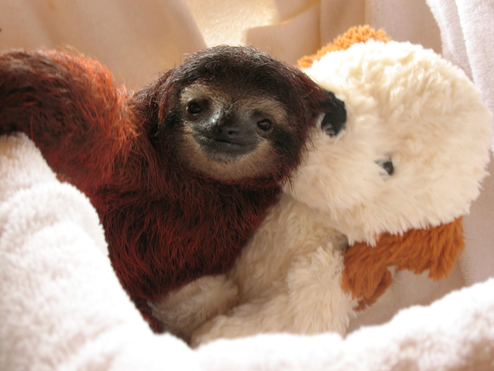 Cute Baby Sloth Pictures In High Definition Or Widescreen