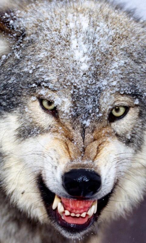 Wolf Wallpapers   Android Apps on Google Play