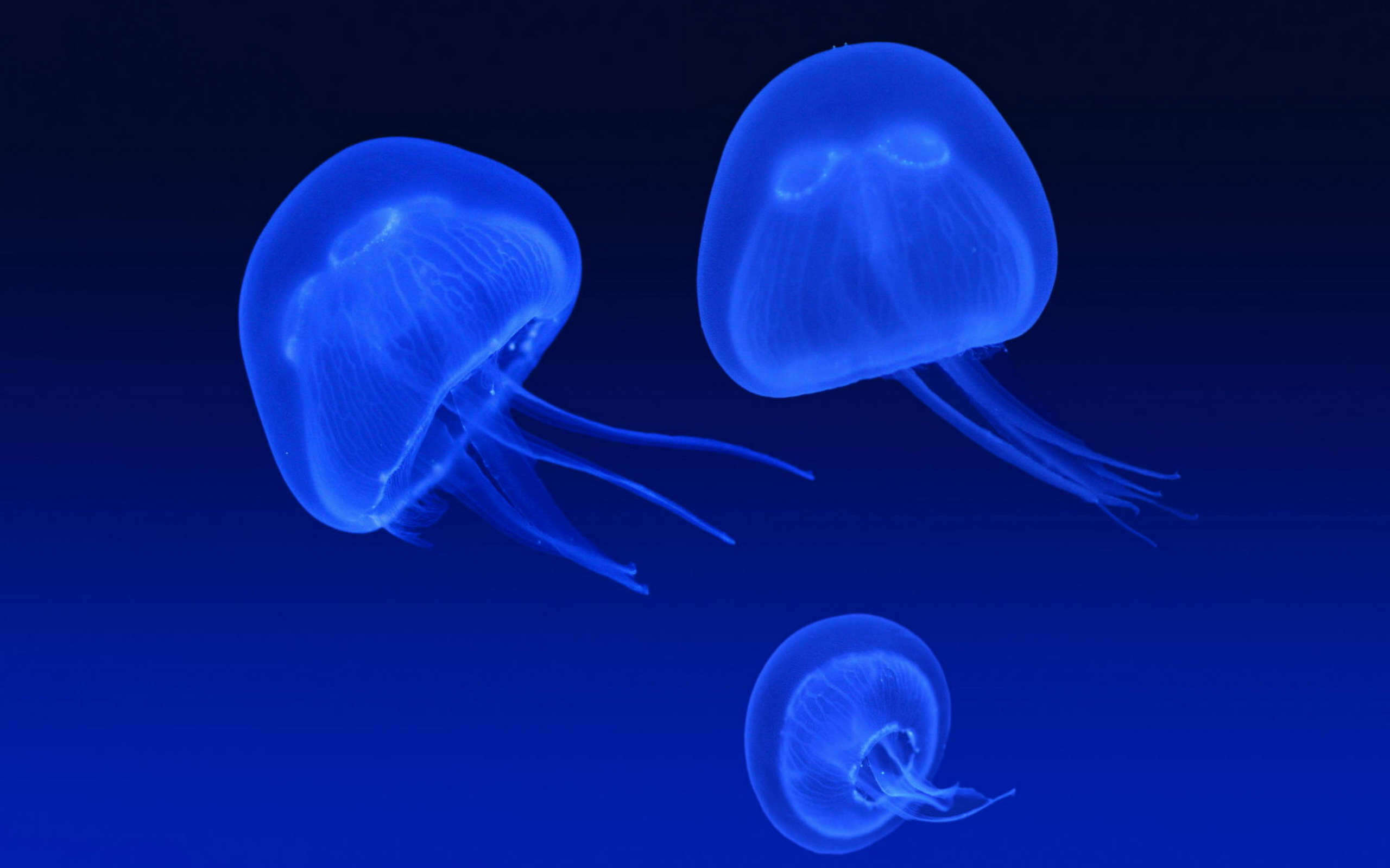 Jellyfish Wallpaper Desktop