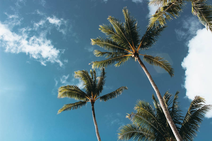 Download Vacation Vibes Summer Palm Trees Wallpaper Wallpaperscom 900x600